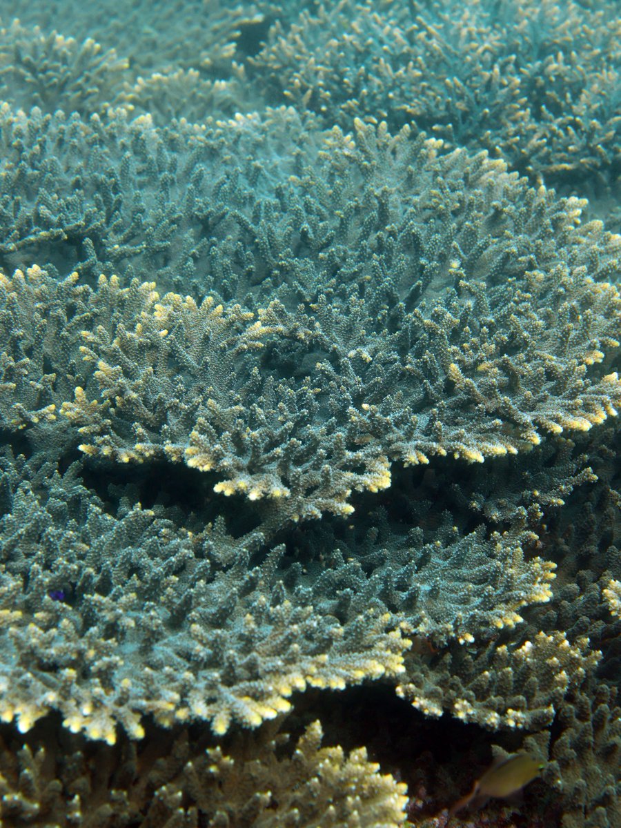 Daily Dive Pic tweet media