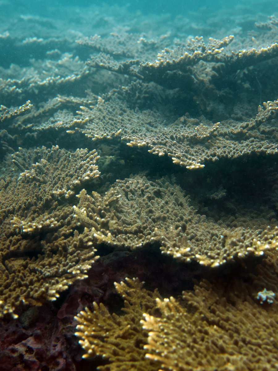 Daily Dive Pic tweet media