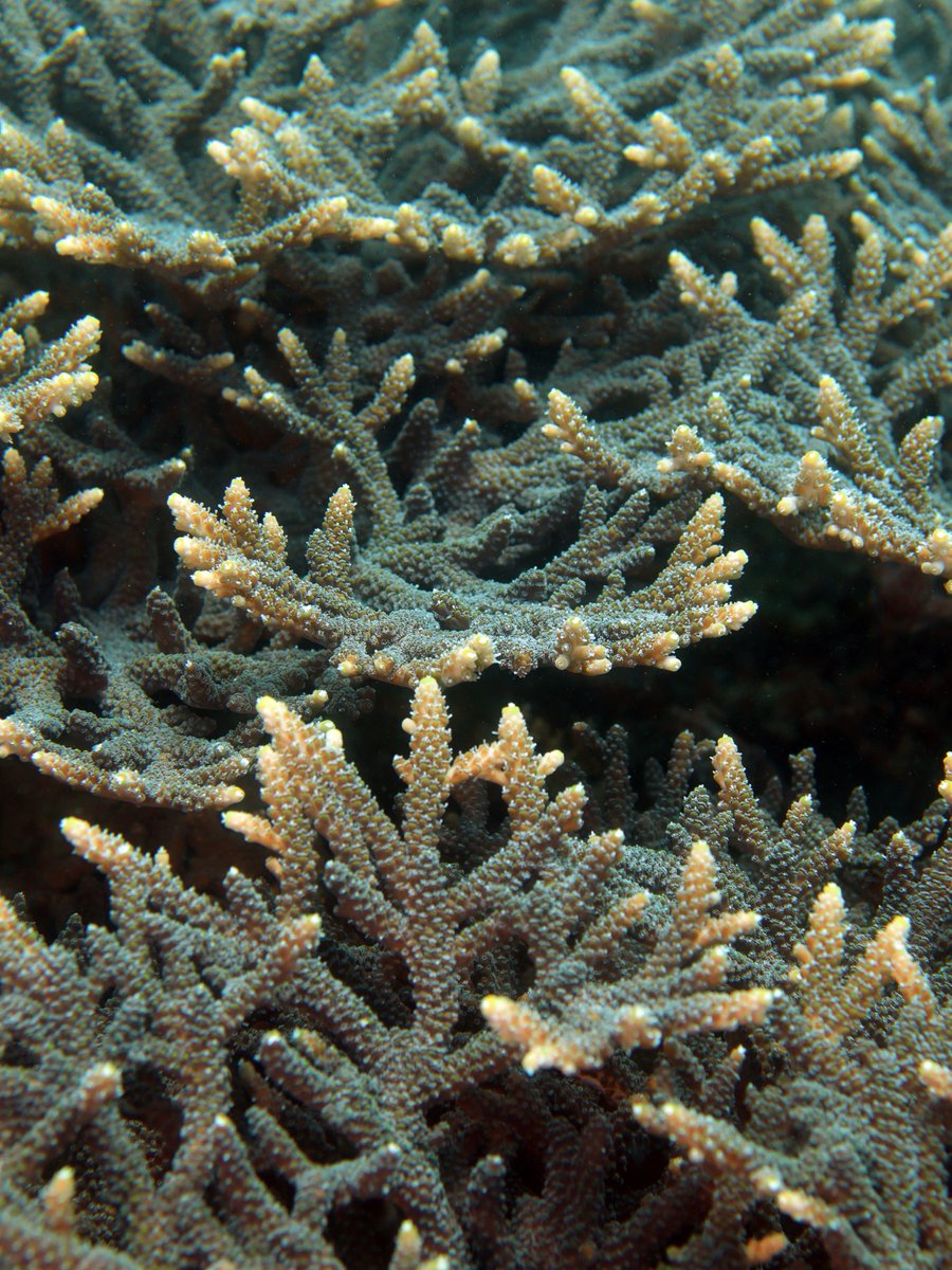 Daily Dive Pic tweet media