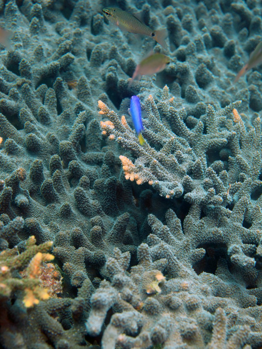 Daily Dive Pic tweet media