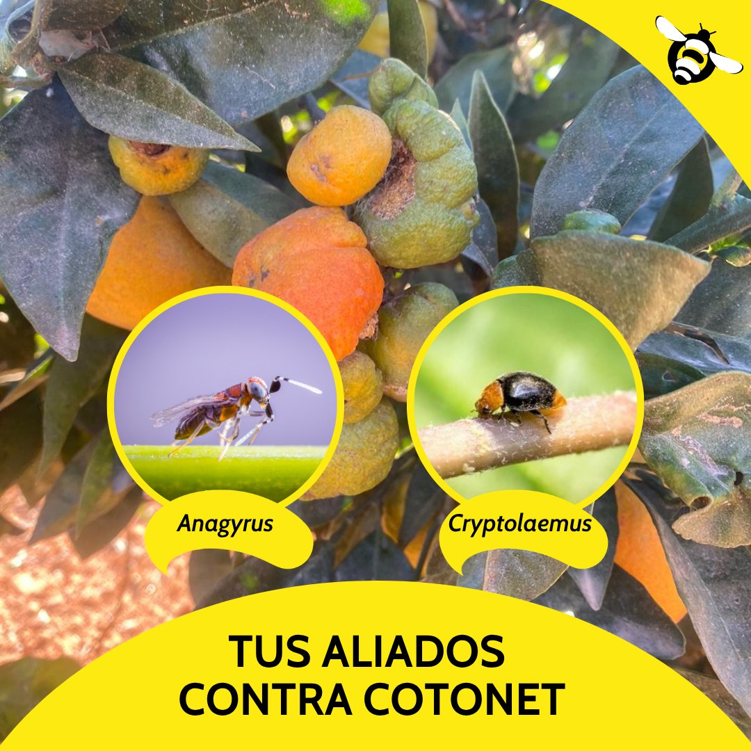 Biosur Productos Agrícolas tweet media