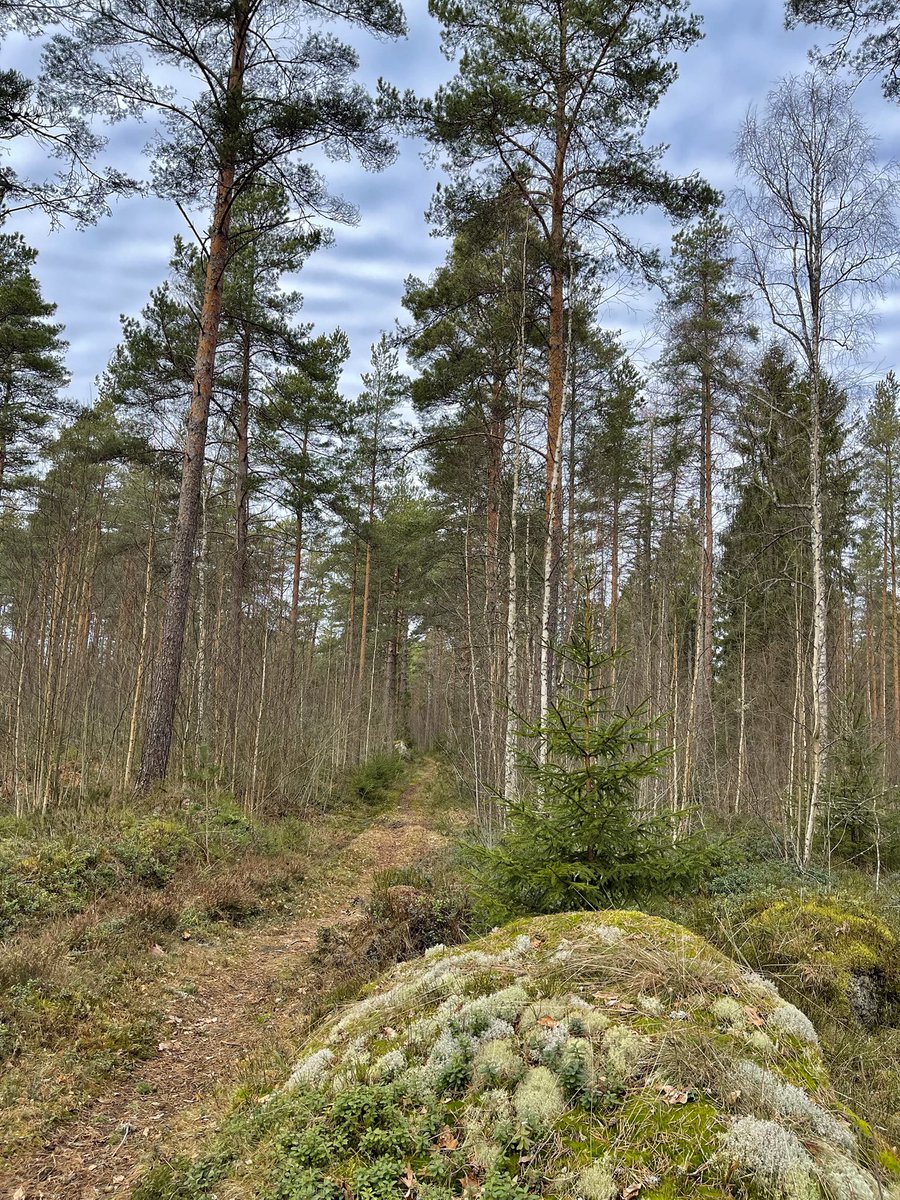 satunurmella's tweet image. Ihan tavallista tiistaita
*** Just an ordinary #Tuesday 

07.04.26 #Finland #TreeClub