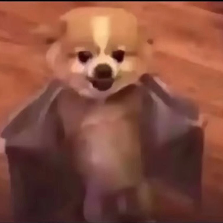 Paradona | 🪼 tweet media