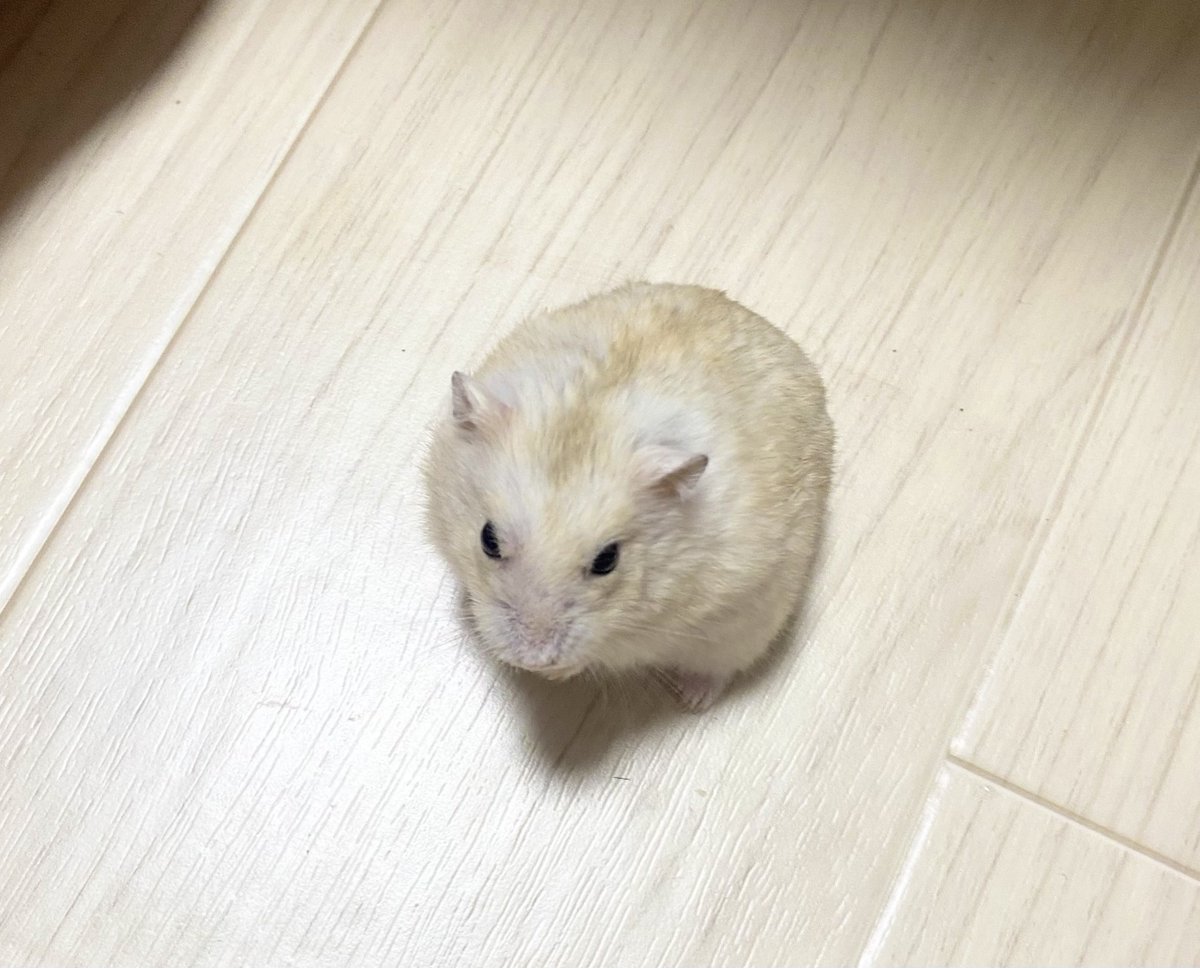 わらびもち(飼い主) tweet media