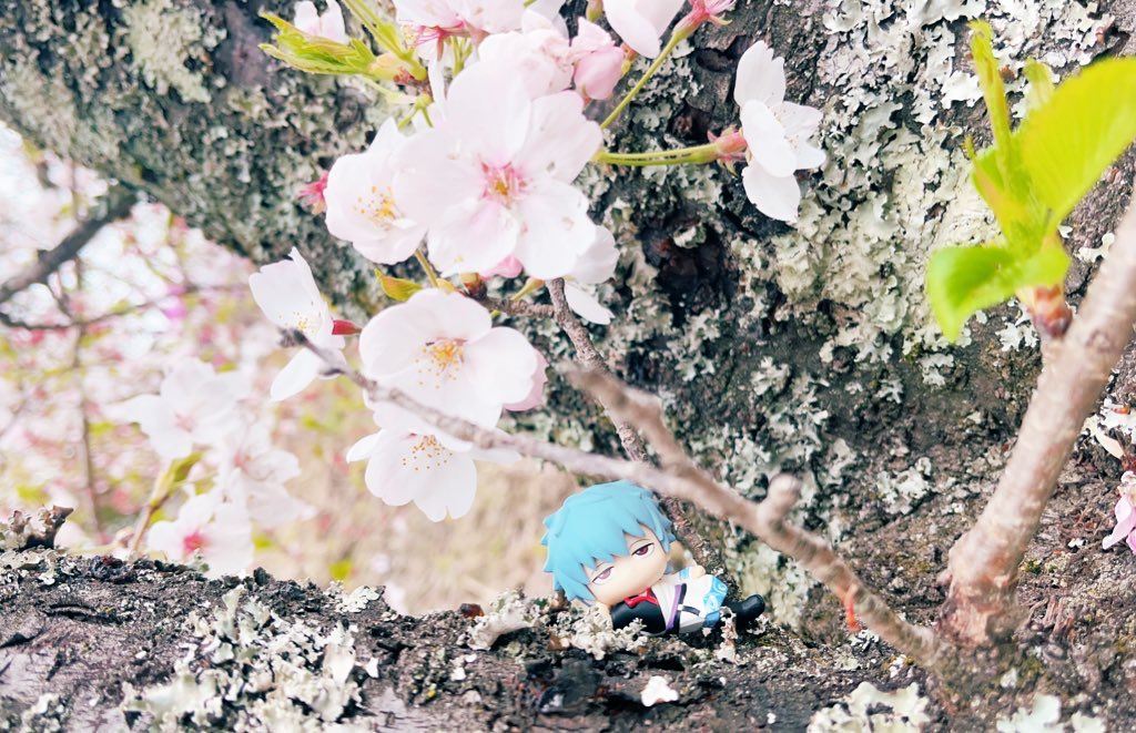 ( ・vほうか@取引垢 tweet media