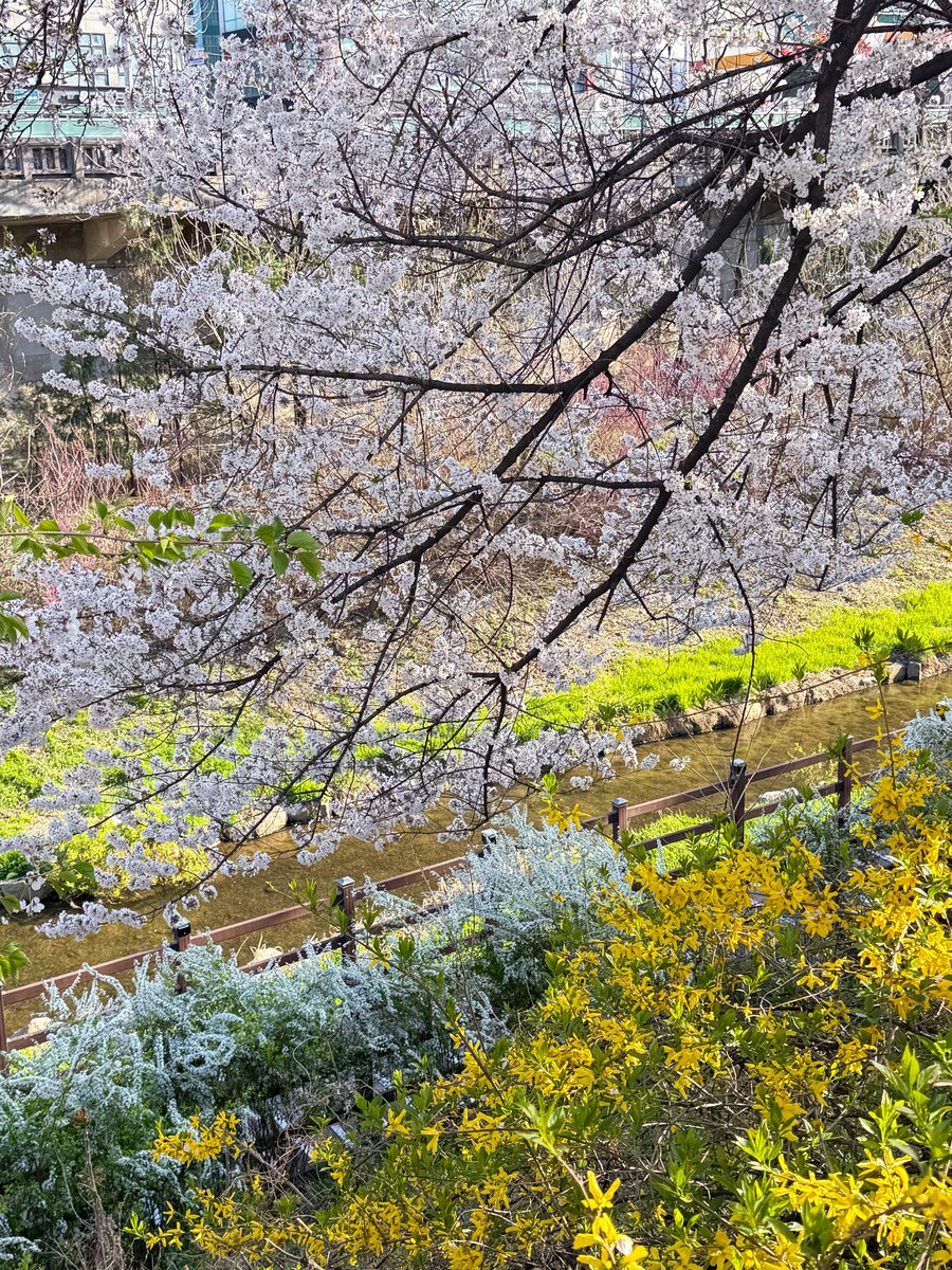 เม้าท์มอยเกาหลี tweet media