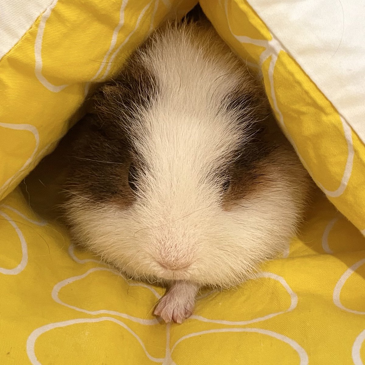 cossori ｺｯｿﾘ tweet media