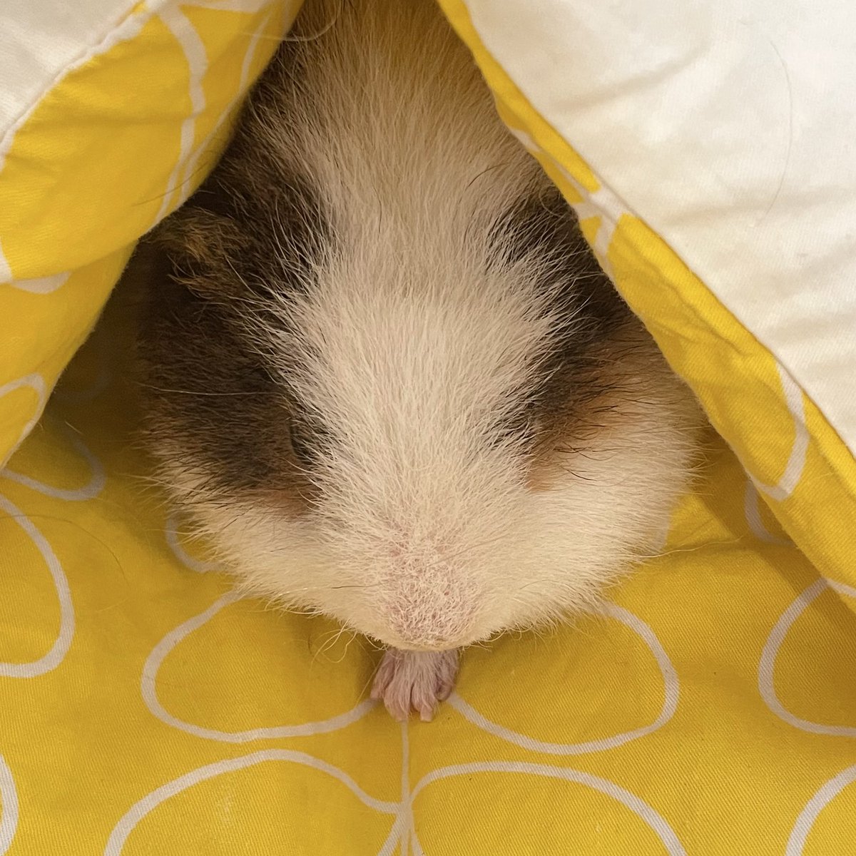 cossori ｺｯｿﾘ tweet media