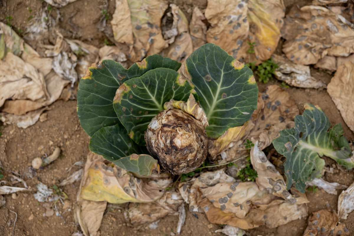 GMA News tweet media