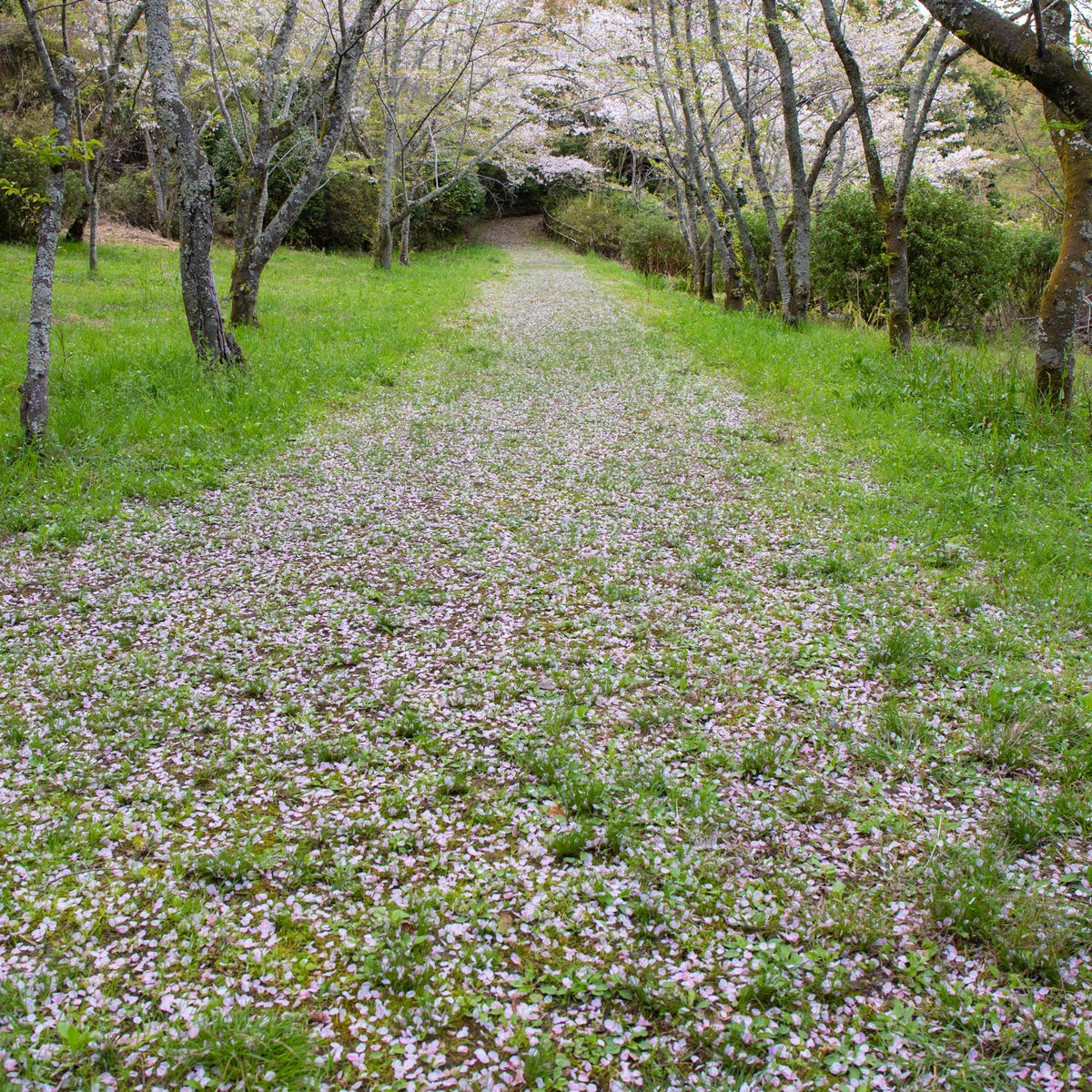 金刀比羅宮 tweet media