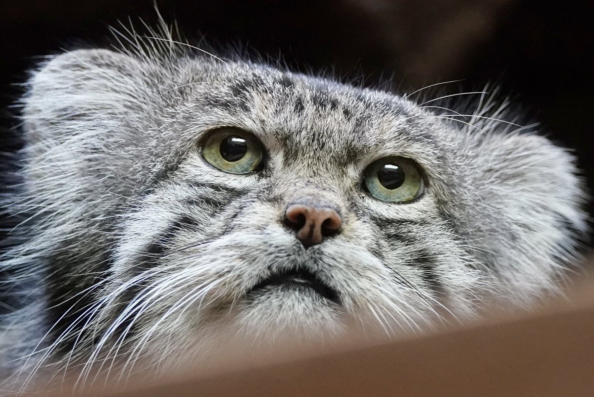 元ゲオルゲ tweet media