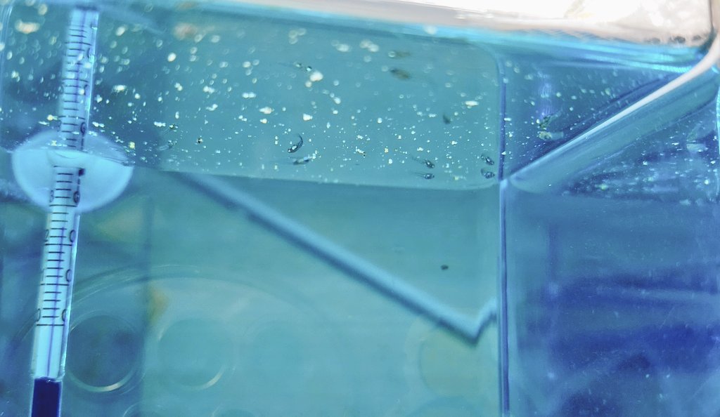 アフリカンランプアイ稚魚
11匹になりました🐟