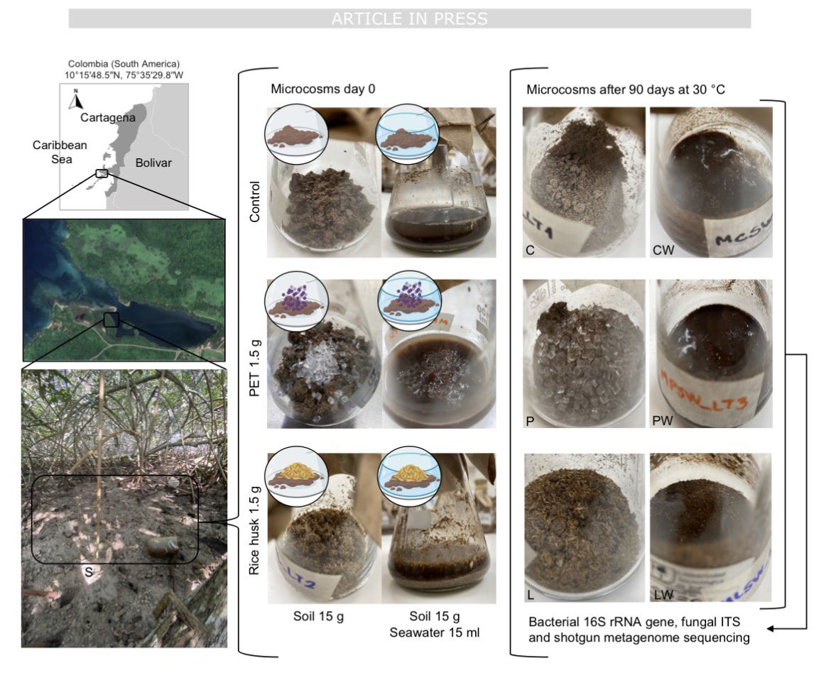 Jimenez_ADJ's tweet image. Proud of this big scientific achievement. Our article is published in @NatureComms

doi.org/10.1038/s41467…

 #mangroves #microbialecology #plasticdegradation @KAUST_BESE @CienBiolAndes