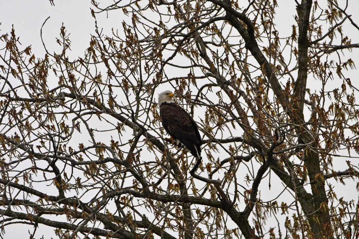 TodaysBaldEagle's tweet image. Bald eagle.
(Photo by Anthony Schalk)
#birds #eagles #NaturePhotography #wildlife #nature
