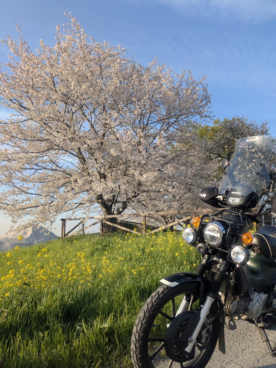 みーみーみー tweet media