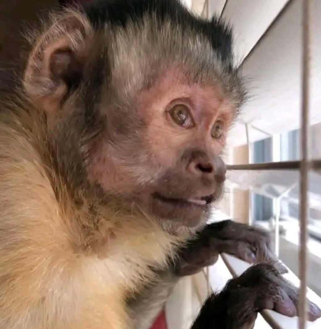 CaptainThomasSankara tweet media