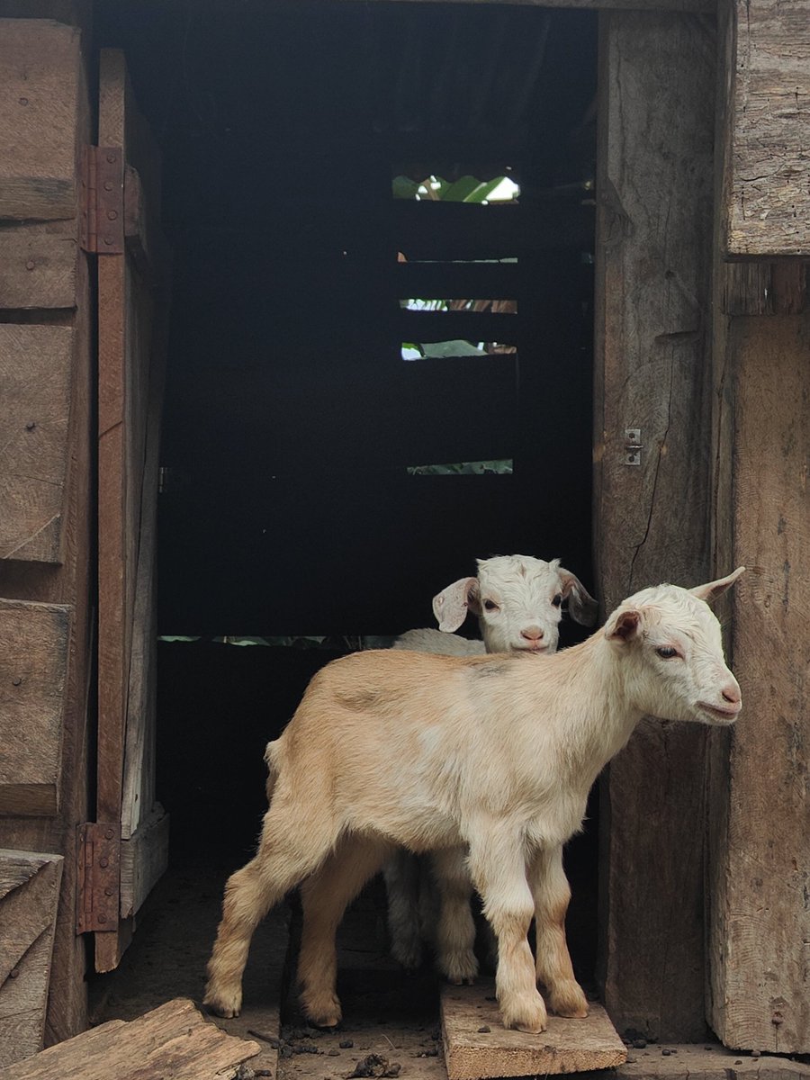 Devamitra Panda tweet media