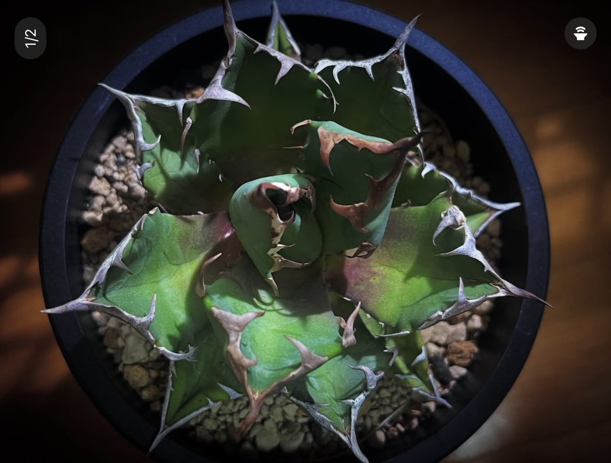 九州の植物ショップを巡るひなぎく tweet media