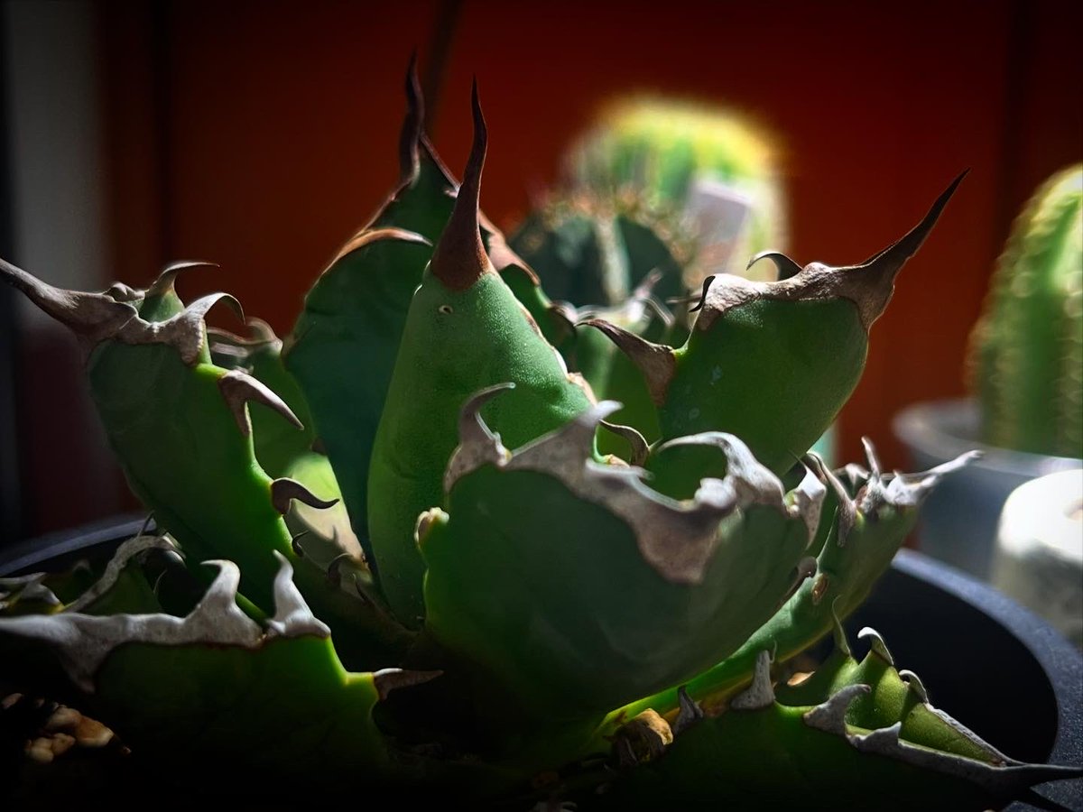 九州の植物ショップを巡るひなぎく tweet media