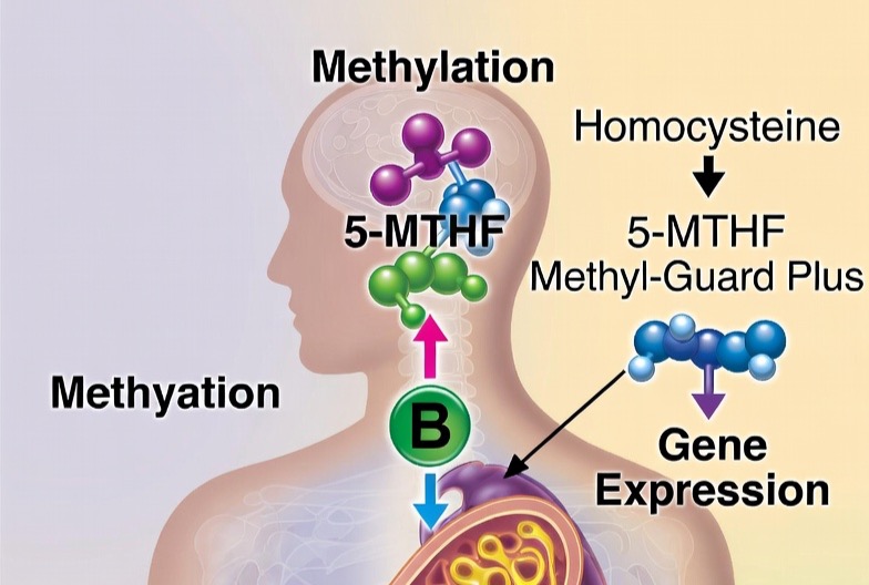 ProjectBlueOpt's tweet image. Methylation: The "switch" that activates better absorption &amp;amp; energy.
New blog: wix.to/ALGa86d

What it is, why athletes need it &amp;amp; key methylated B vitamins. Project Blue clients receive discounts with Thorne!

#Methylation #AthleteHealth #ProjectBlueOptimization #Thorne