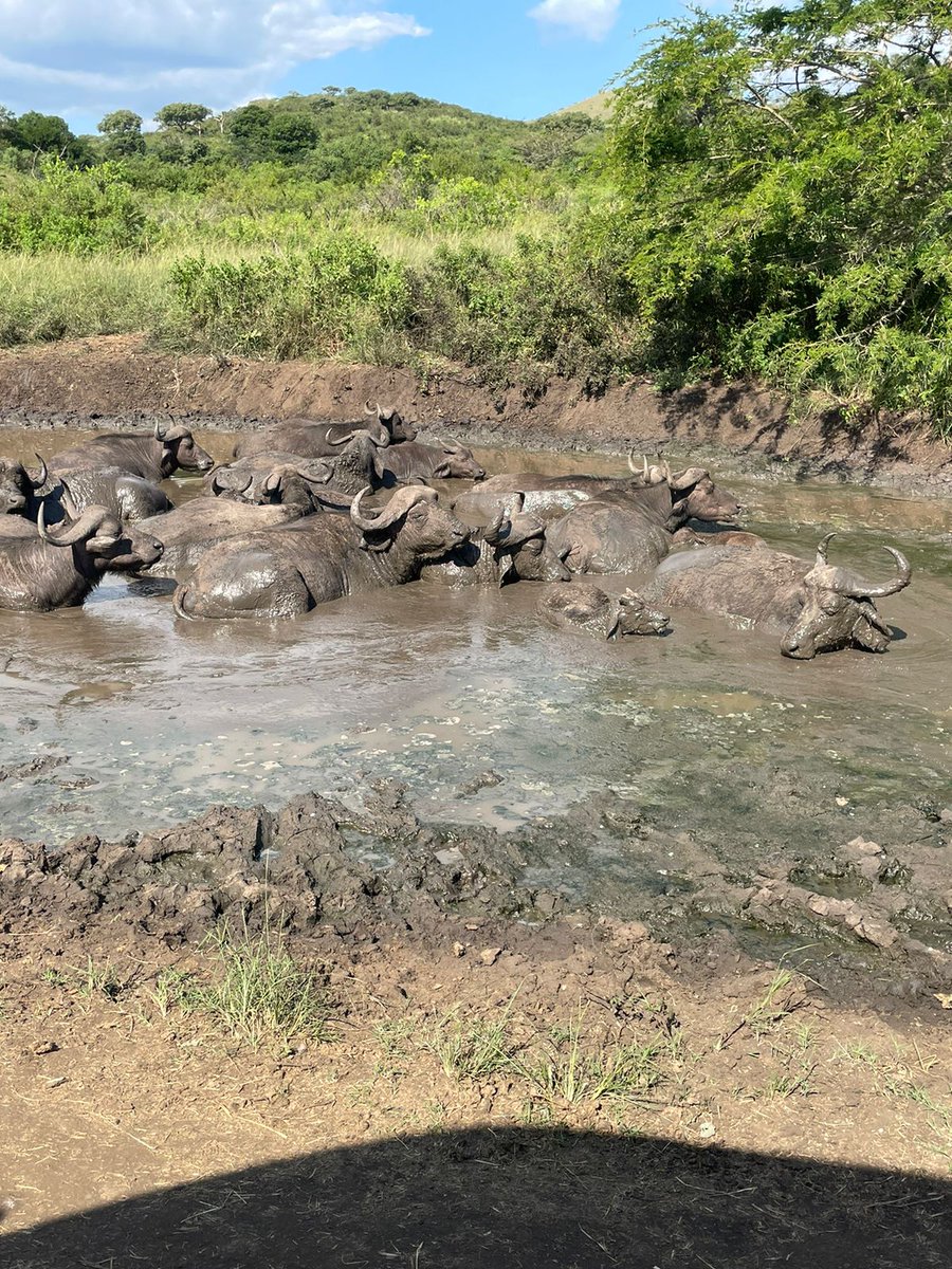 Highlights Easter Weekend with Buffalos enjoying mud baths!🐘
Fun Facts:
▪︎Without sweat glands, these large mammals cannot easily cool themselves. Wet mud provides an evaporative cooling effect, drawing heat away from the body more effectively than water alone as it dries.