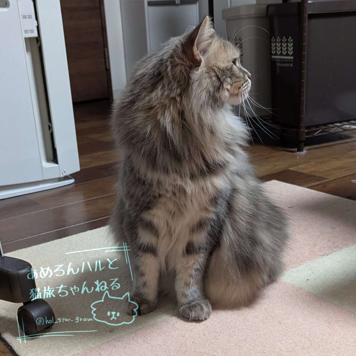 あめろんハルと猫旅ちゃんねる🍥 tweet media