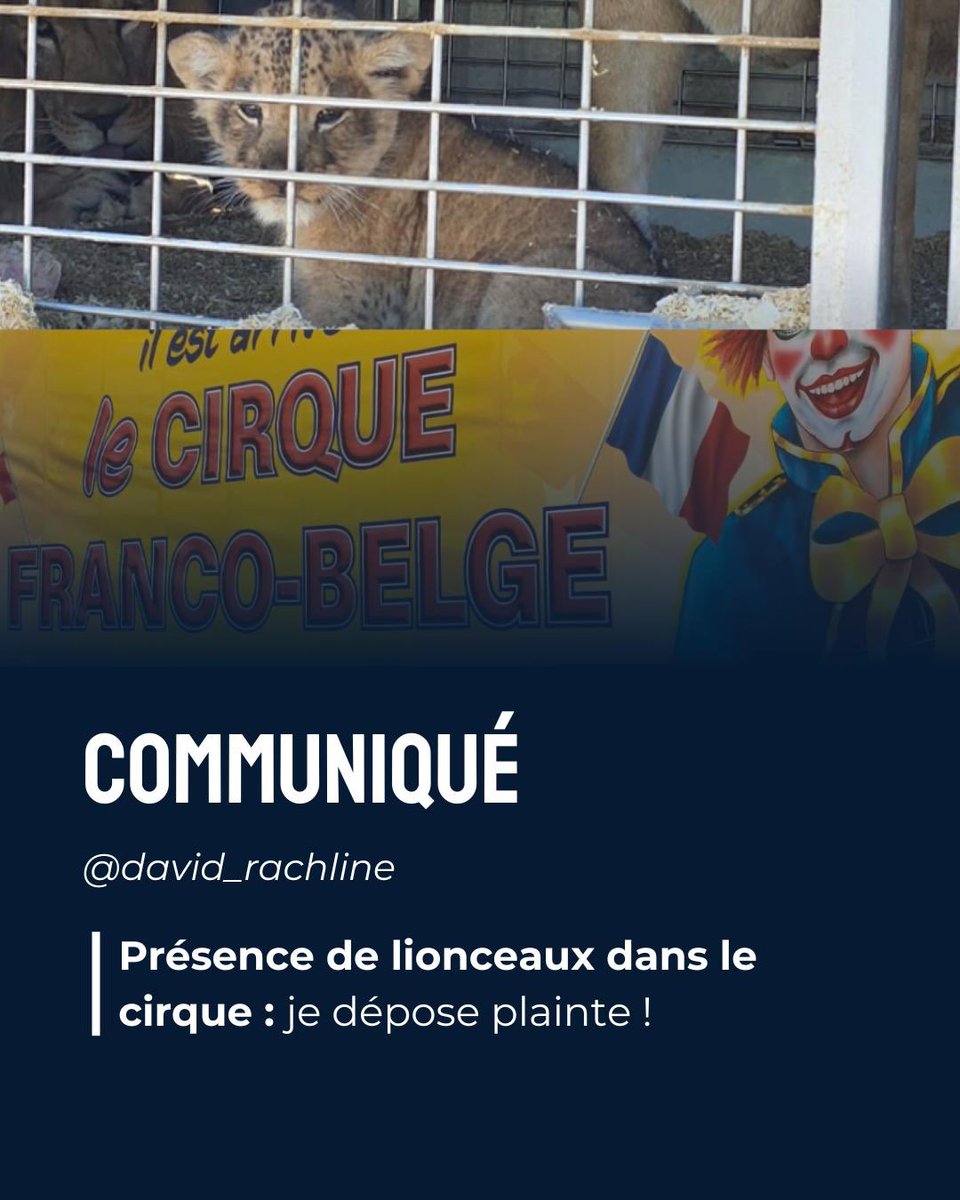 David Rachline tweet media