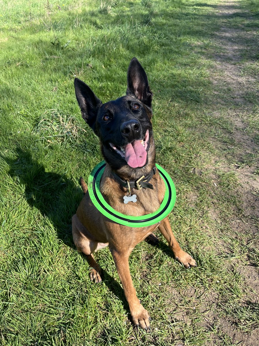 RPD’s Loki and Rocco tweet media