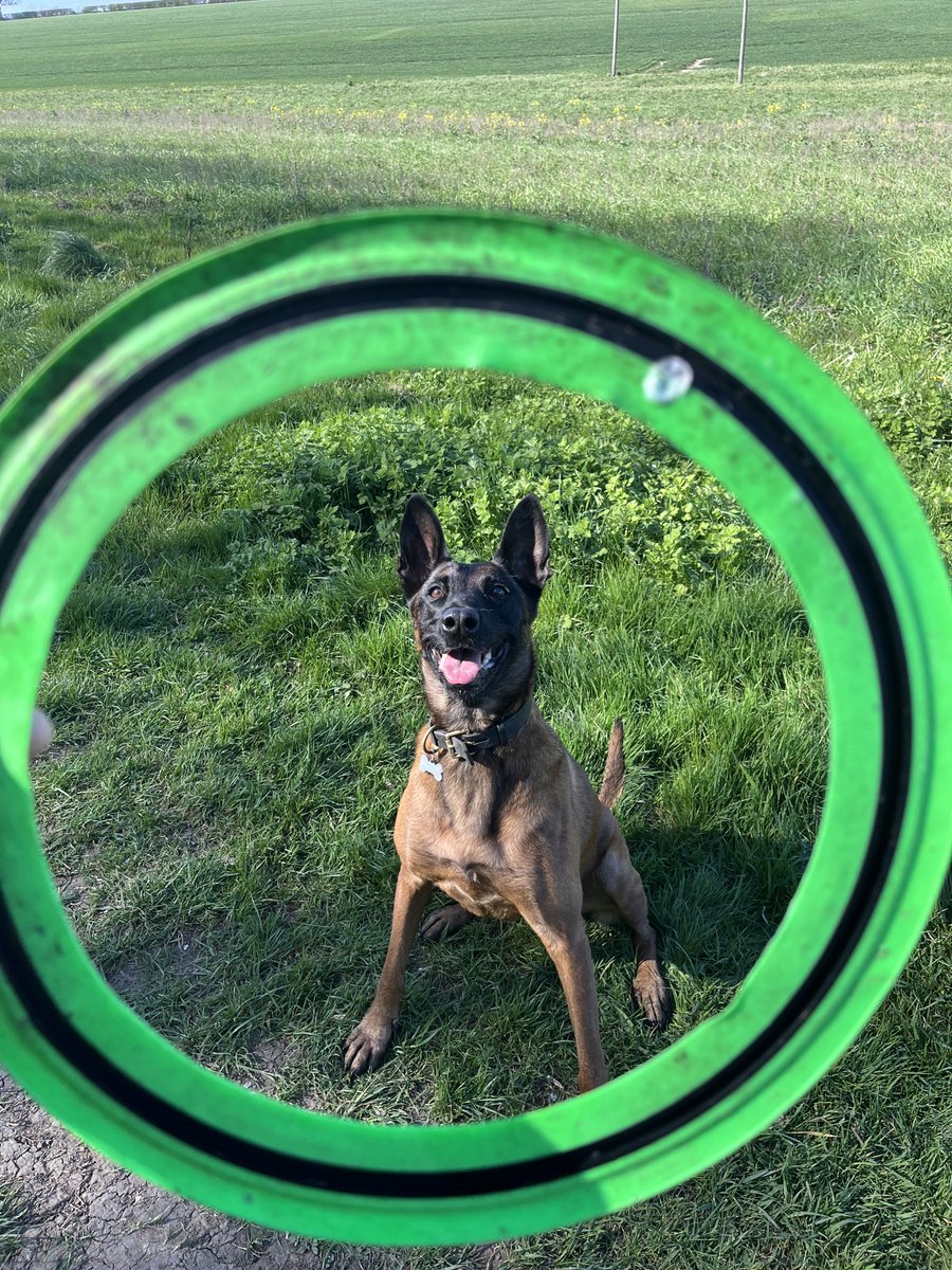 RPD’s Loki and Rocco tweet media