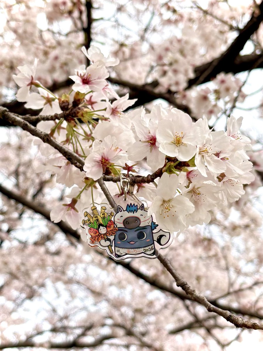 00qinoco's tweet photo. 近所の公園であちこちの桜の木に吊るされるさとべぇちゃん
🌿
🦇💦
がんばったさとべぇちゃんと市役所内のカフェでのんびり休憩
桜モンブランプリンをいただく
🌸
🍮🥄
新年度 ご入学 ご入園で世界がキラキラしてる
あやかっとこう☺️ https://t.co/vPwi2HRlkt