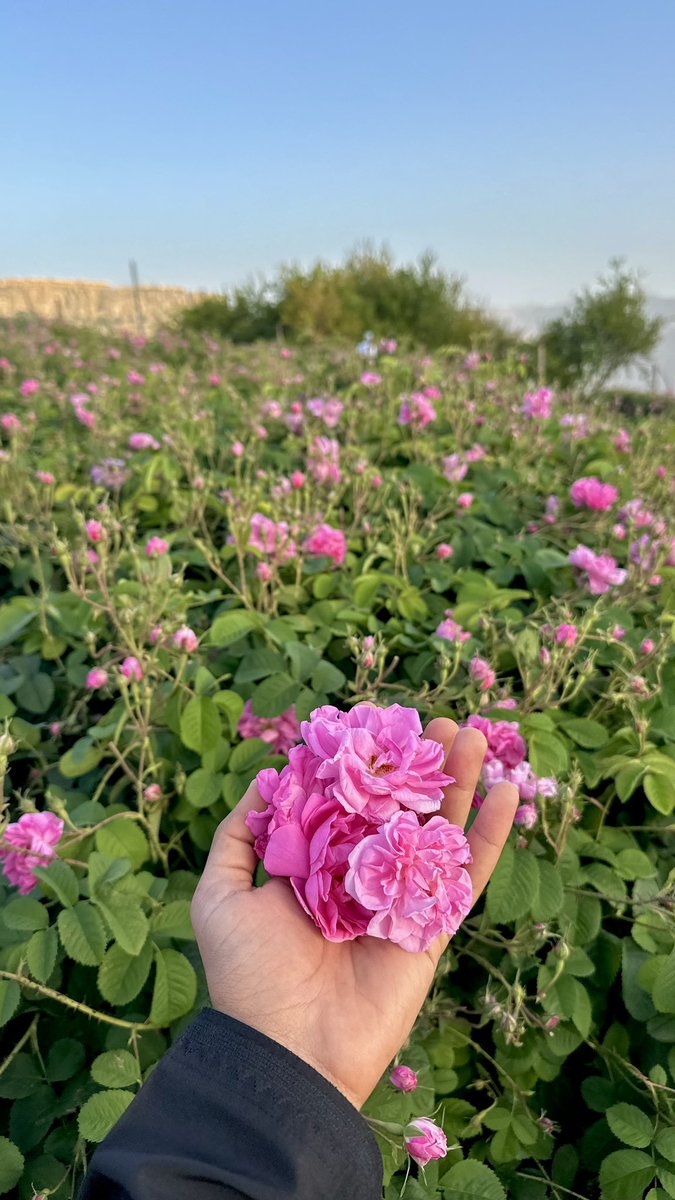 🇴🇲扎卡里亞 tweet media