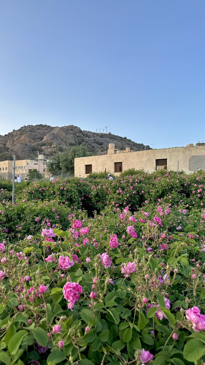 🇴🇲扎卡里亞 tweet media