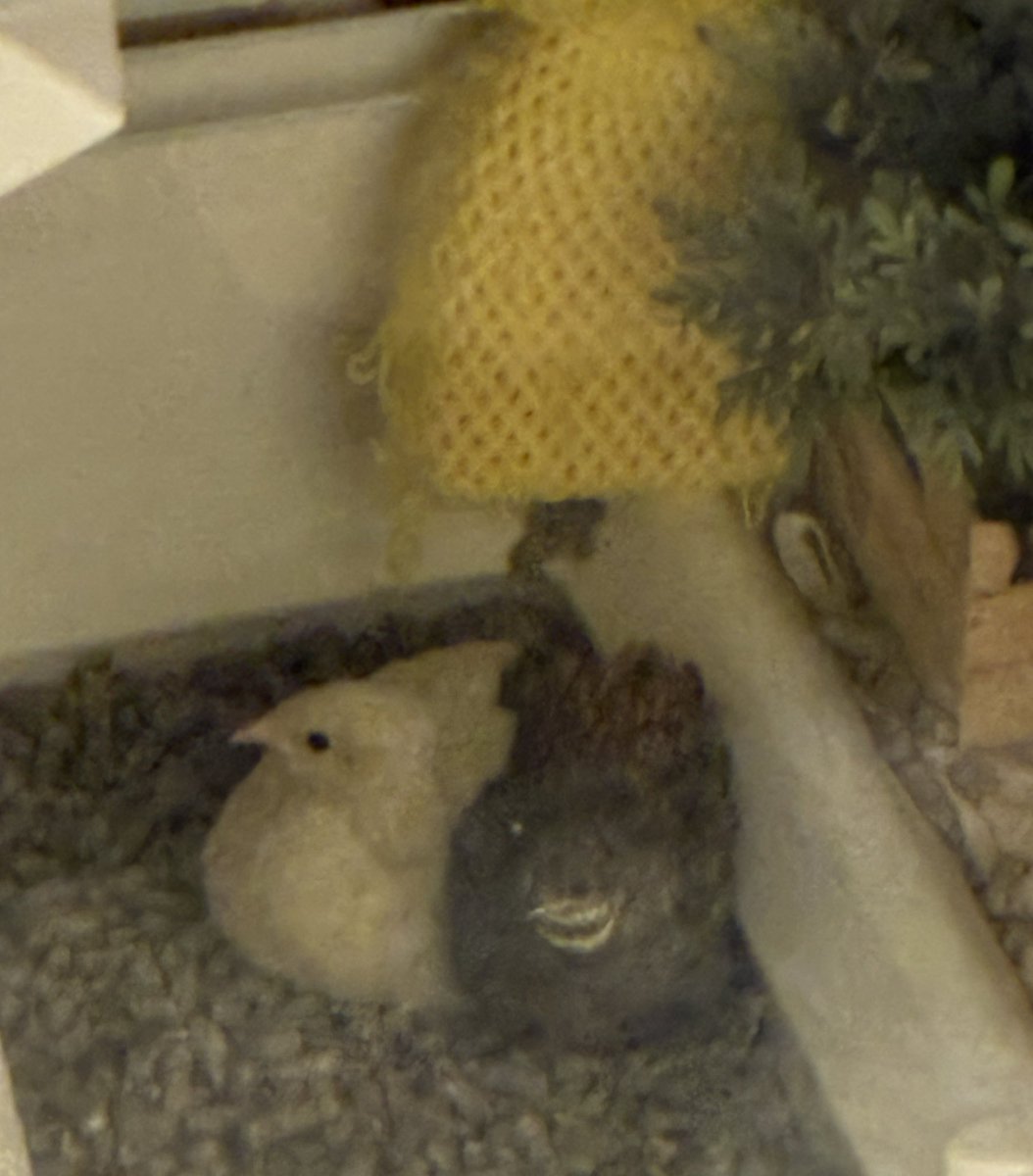 ゆゆうずら tweet media