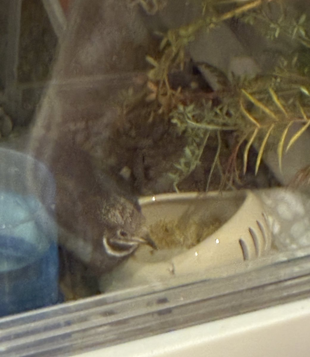 ゆゆうずら tweet media