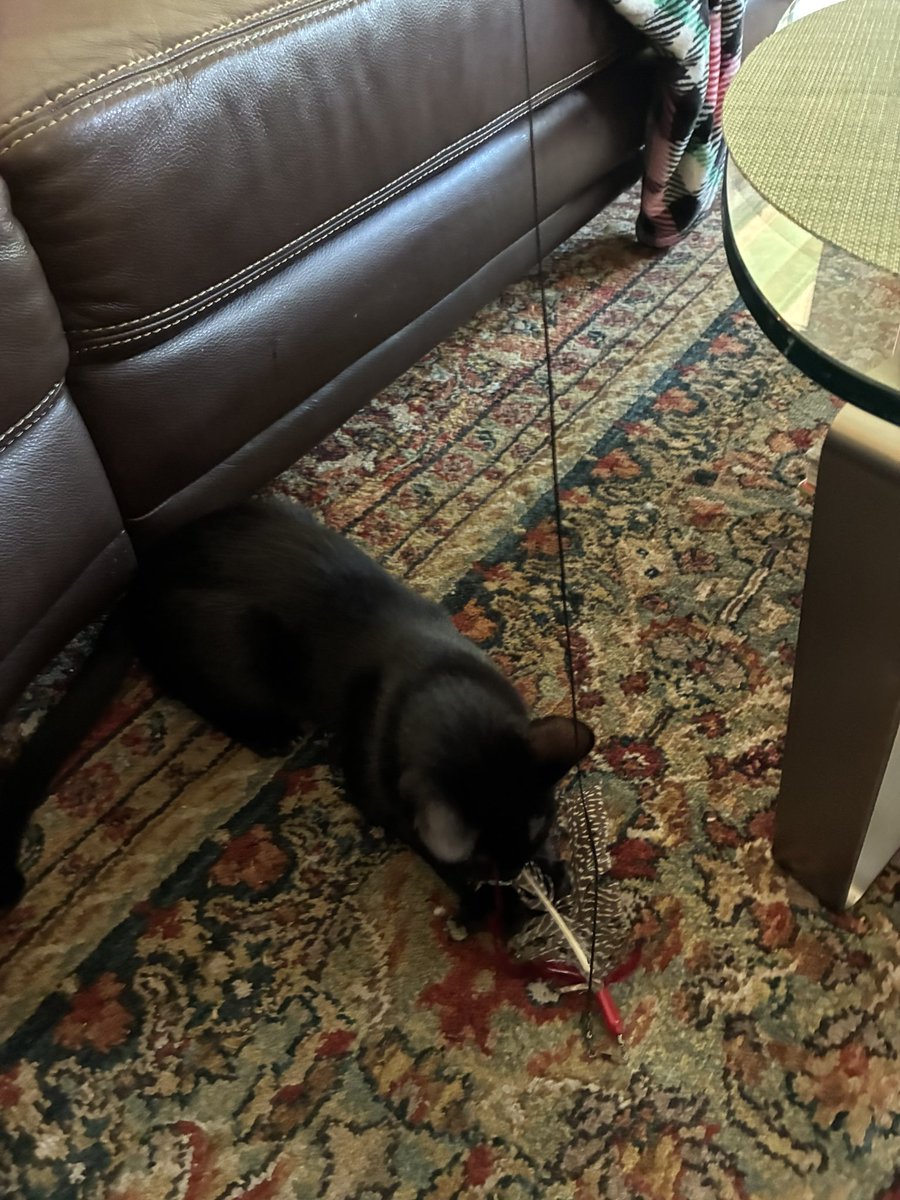 Trey Haas tweet media