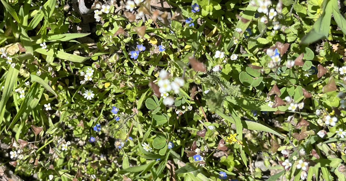 Negarjoon tweet media