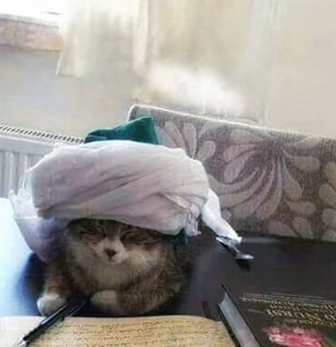 A tiny Hanafi Maturidi kitten.