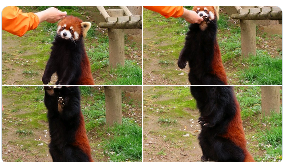 めしょん✦ぶろがー tweet media