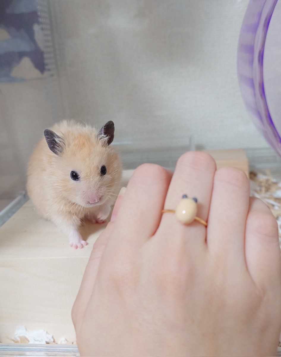 sume4_1006's tweet photo. かわいすぎる🙂‍↕️💖
着けて沢山出かけるぞ💍

@mole_house001 https://t.co/TyuS220JV5