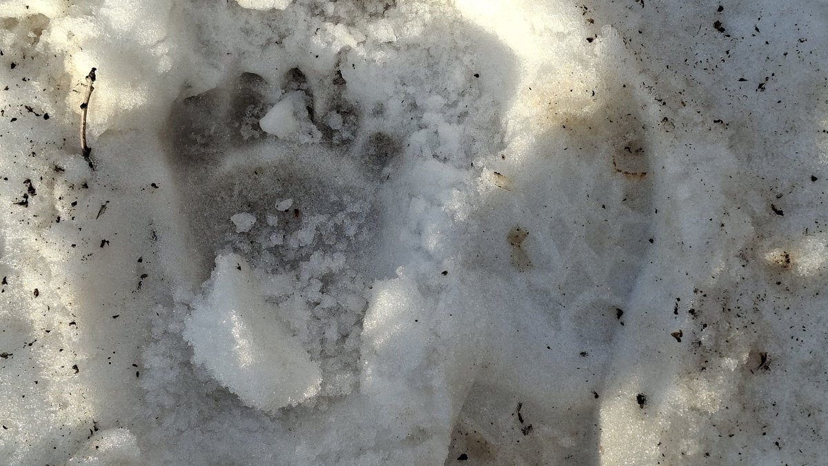 Caner Canerik tweet media