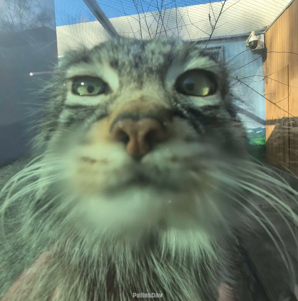 DailyMantle tweet media