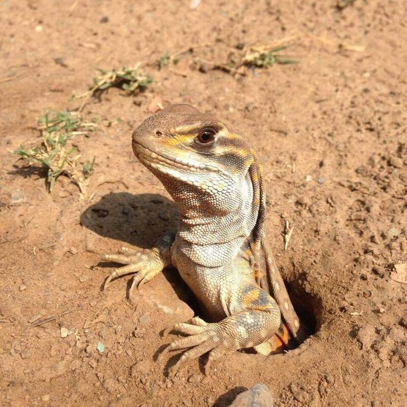 ไดโนเสาร์ย้าก🦖 tweet media