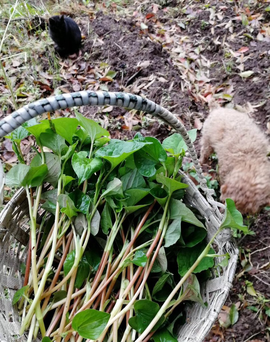 Wilde Hexe(荒野女巫) tweet media