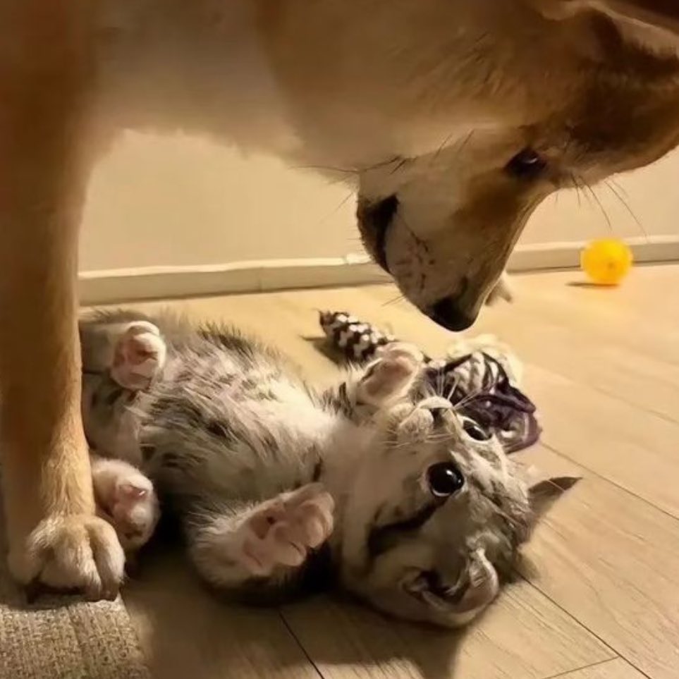 Chevy Baldwin tweet media