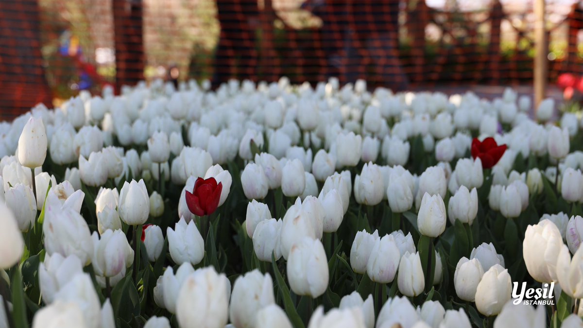 Yeşil İstanbul 🌿 tweet media