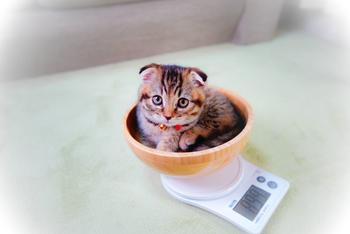 まつたけ tweet media