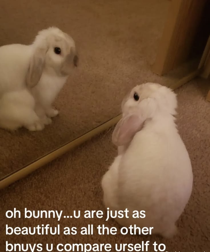 WHY YOU SHOULD HAVE A BUNNIES tweet media