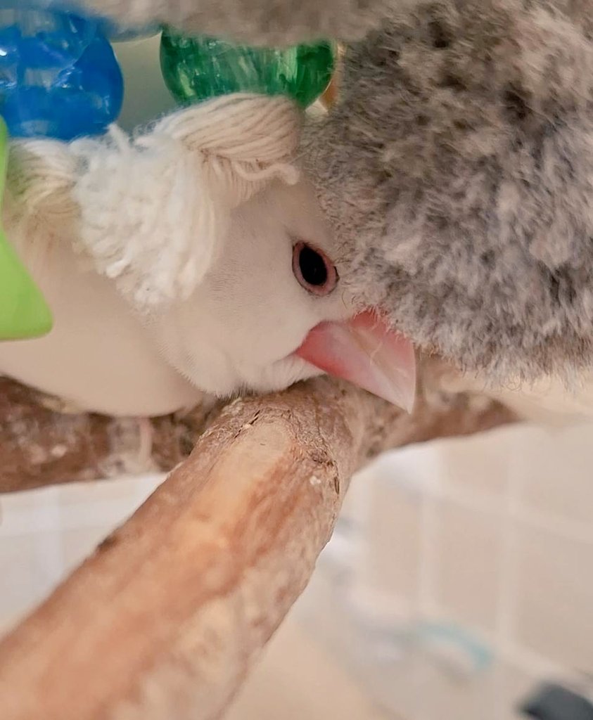 もん子 tweet media