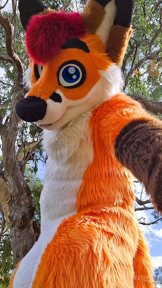 Colto Fox tweet media