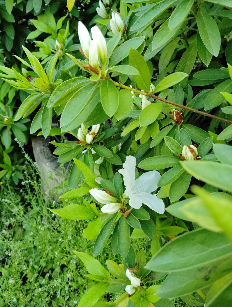 もう咲いてた
早く感じる